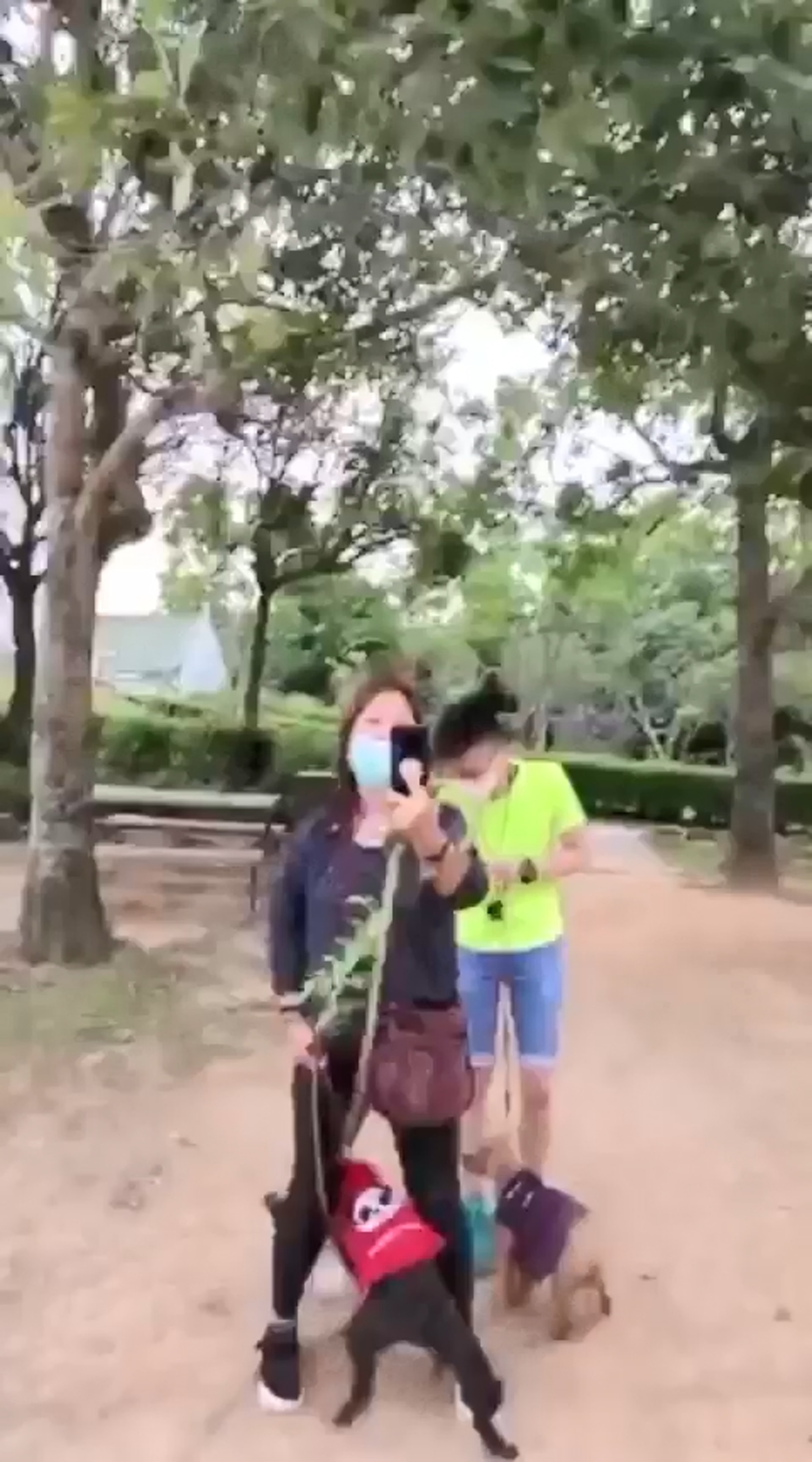 黑貴婦狗突然發瘋,回頭咬著最就近的松鼠狗。(影片截圖) 黑貴婦狗突然發瘋,回頭咬著最就近的松鼠狗。(影片截圖)