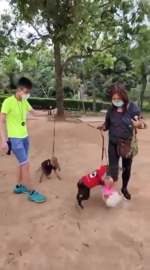 黑貴婦狗連番咬著松鼠狗頸部。(影片截圖) 黑貴婦狗連番咬著松鼠狗頸部。(影片截圖)