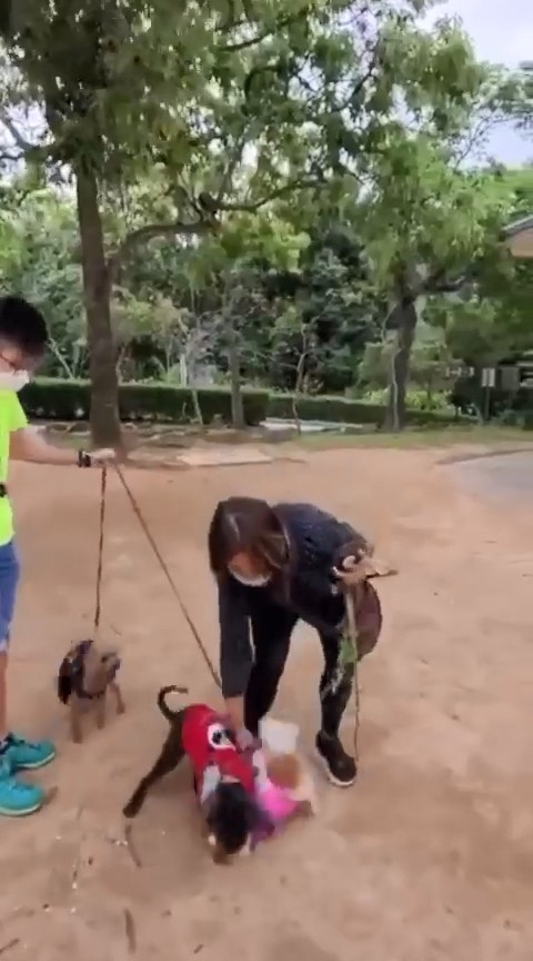 西貢日前發生狗咬狗慘劇。(影片截圖) 西貢日前發生狗咬狗慘劇。(影片截圖)