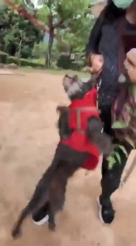 混亂期間,狗主一手抽起狗繩,試圖阻止黑貴婦狗。(影片截圖) 混亂期間,狗主一手抽起狗繩,試圖阻止黑貴婦狗。(影片截圖)