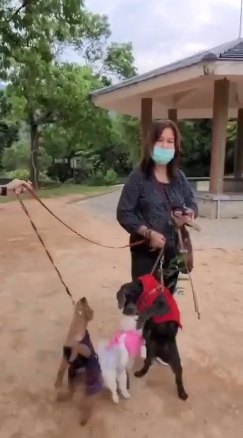 兩狗一度凌空數十秒。(影片截圖) 兩狗一度凌空數十秒。(影片截圖)