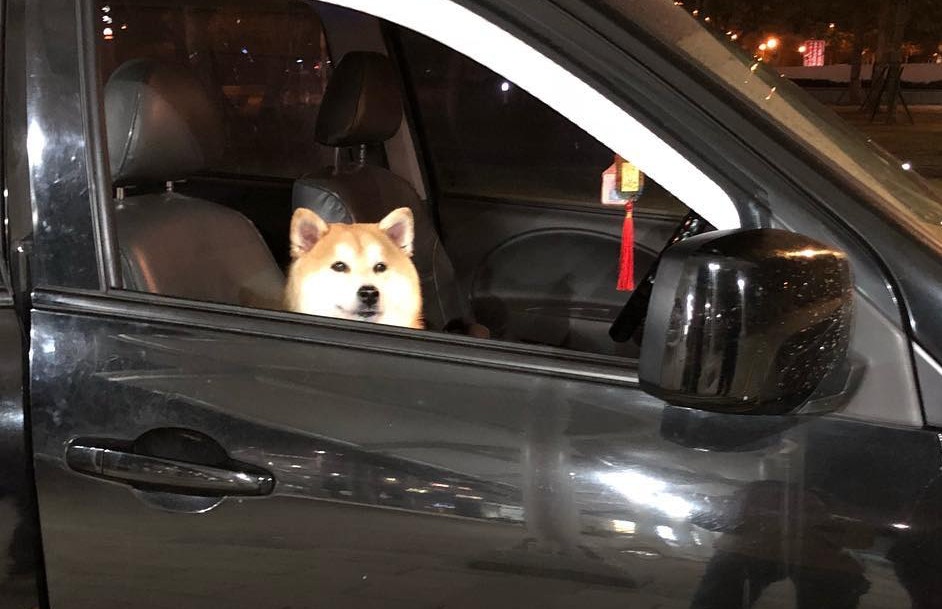 領養狗 老柴犬被棄兩次怕乘私家車媽一個方法令牠擺脫陰影 香港01 寵物