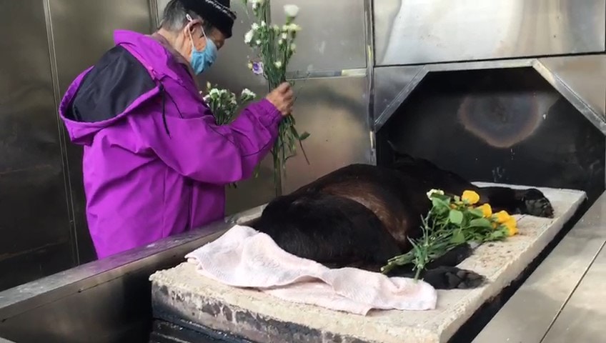 其後,眾人在馬路旁的草叢發現奄奄一息的黑黑。(受訪者提供) 其後,眾人在馬路旁的草叢發現奄奄一息的黑黑。(受訪者提供)