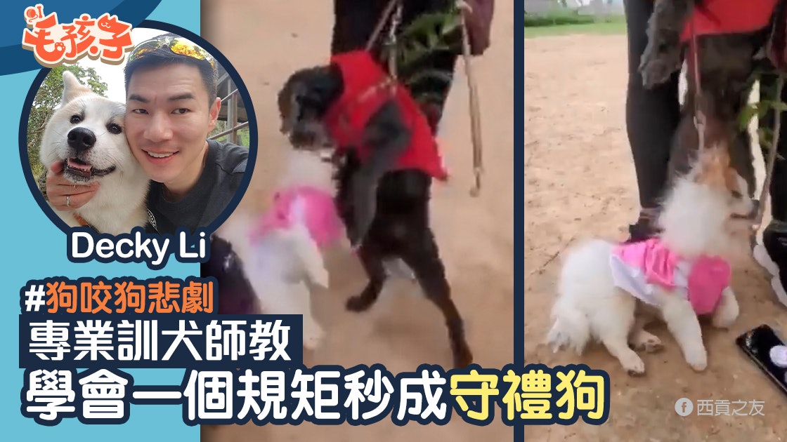 西貢狗咬狗│專業訓犬師教路 學識一個規矩悲劇不再重演 西貢狗咬狗│專業訓犬師教路 學識一個規矩悲劇不再重演
