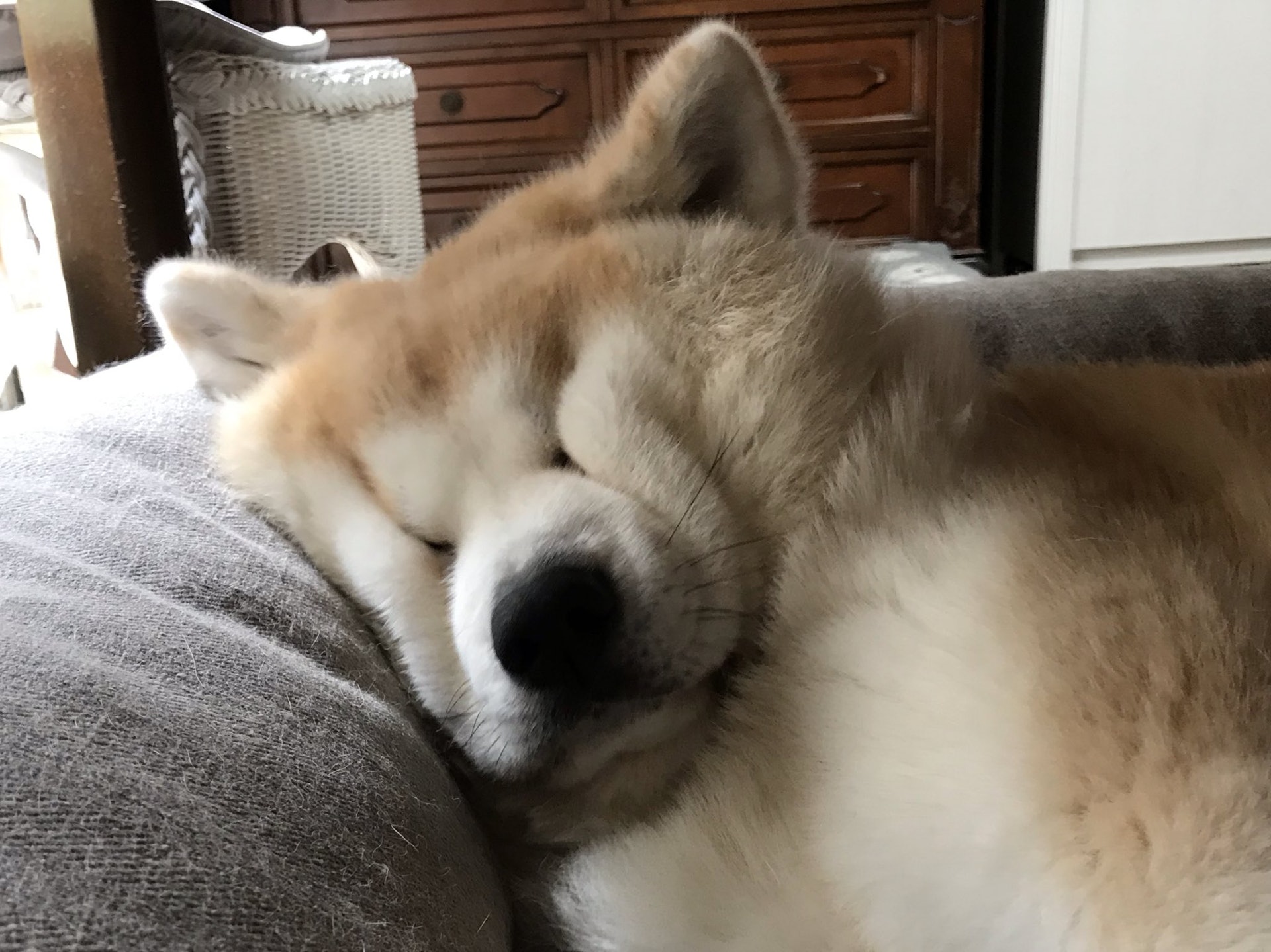 秋田犬瞓覺擠到臉變形傻氣肥臉好治癒