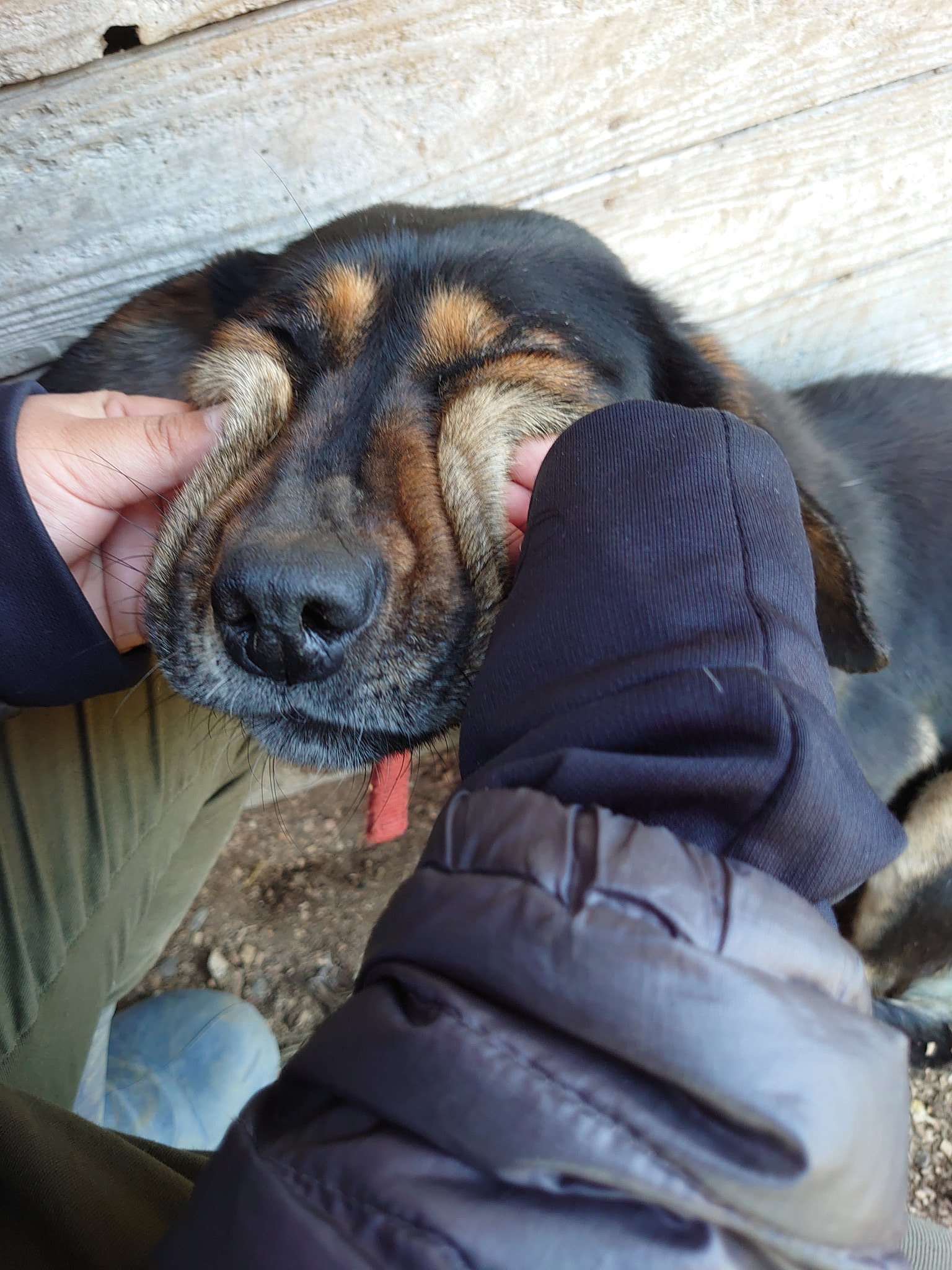 秋田犬瞓覺擠到臉變形傻氣肥臉好治癒