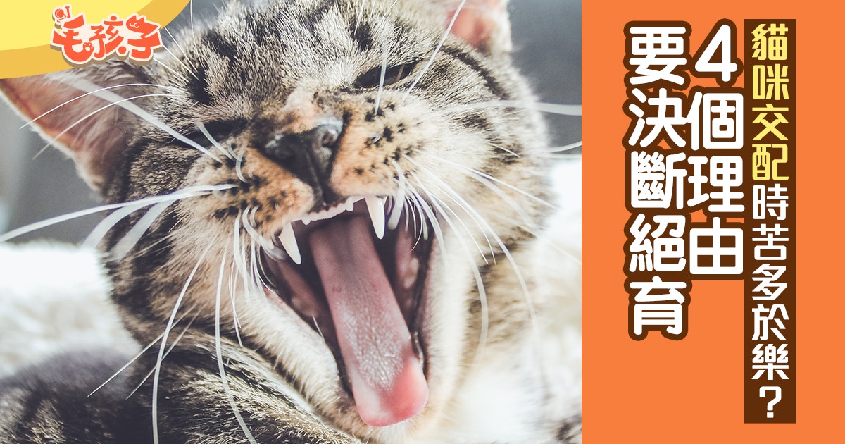 貓絕育】貓貓交配時無快感只有痛苦？ 4個理由決斷為貓絕育｜香港01｜寵物