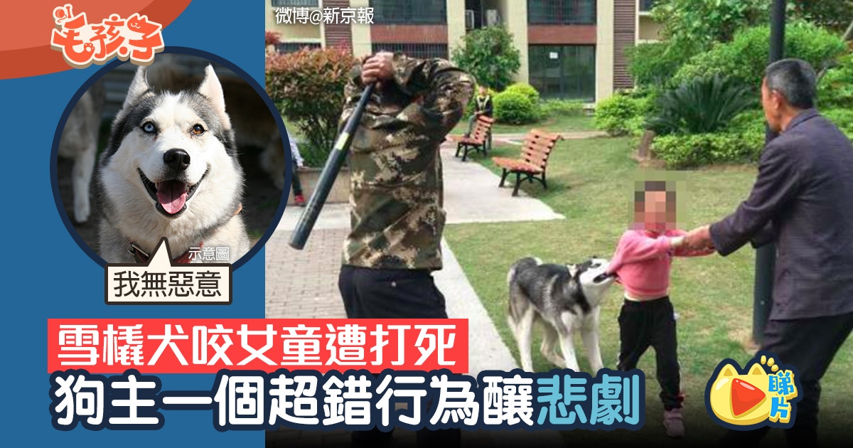 湖南雪橇犬咬女童不放遭一棍打死主人一個錯誤釀悲劇 香港01 寵物