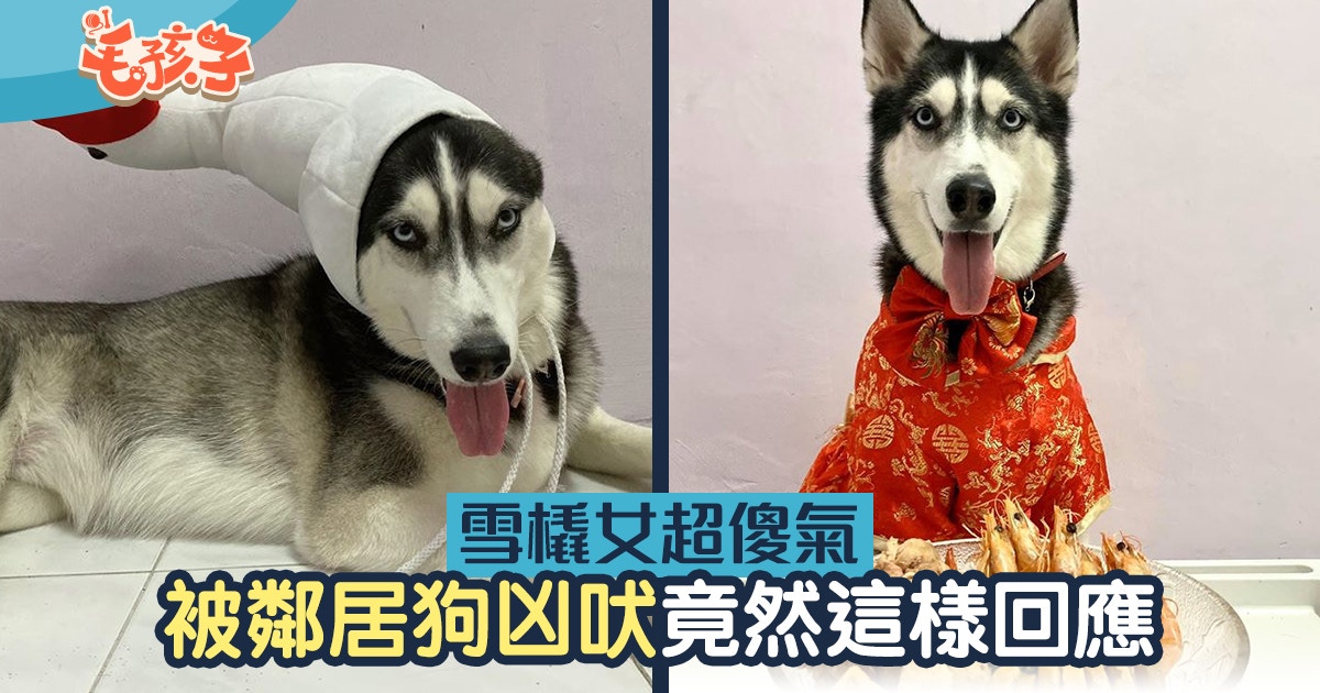 【雪橇犬】最傻二哈被鄰居狗狗吠　竟然這樣回應　網民都笑崩了