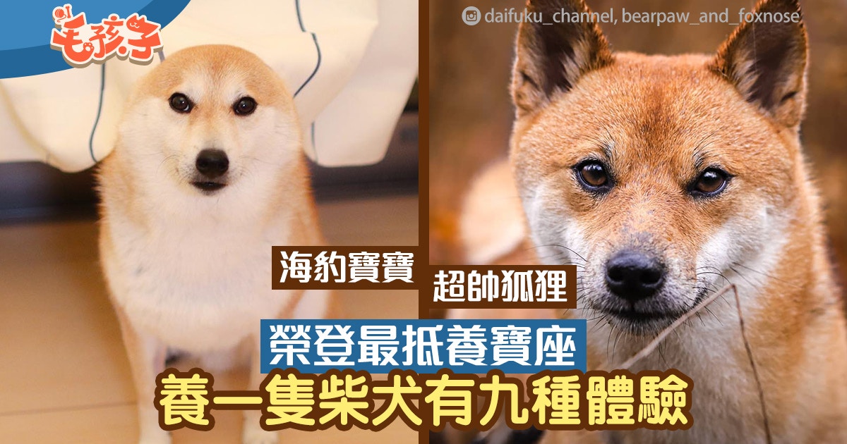 柴犬 養一隻柴犬享9種體驗海豹寶寶 狐狸先生一直在你身邊 香港01 寵物