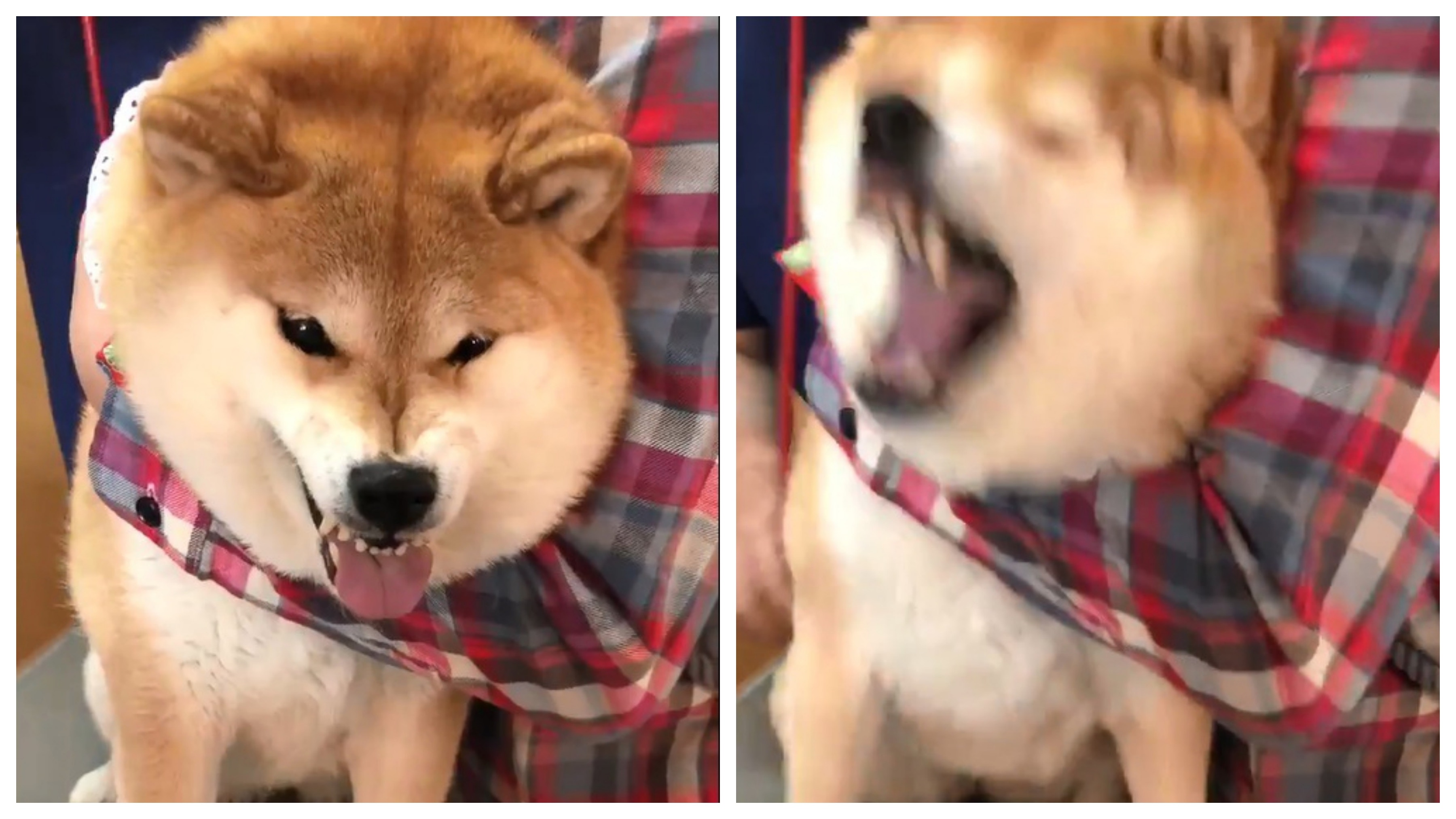 柴犬露出痛苦表情，但獸醫其實只是在聽診。（twitter@87shiba87）