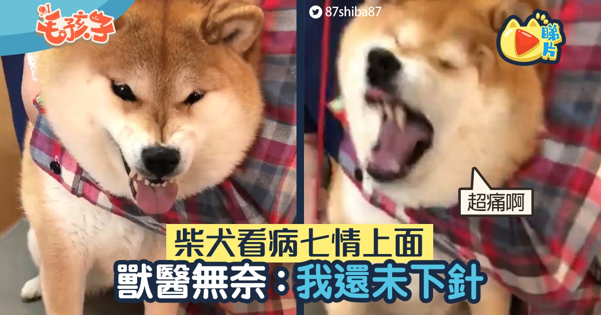 【柴犬】戲精柴看病狂掙扎「七情上面」　獸醫無奈：只是在聽診