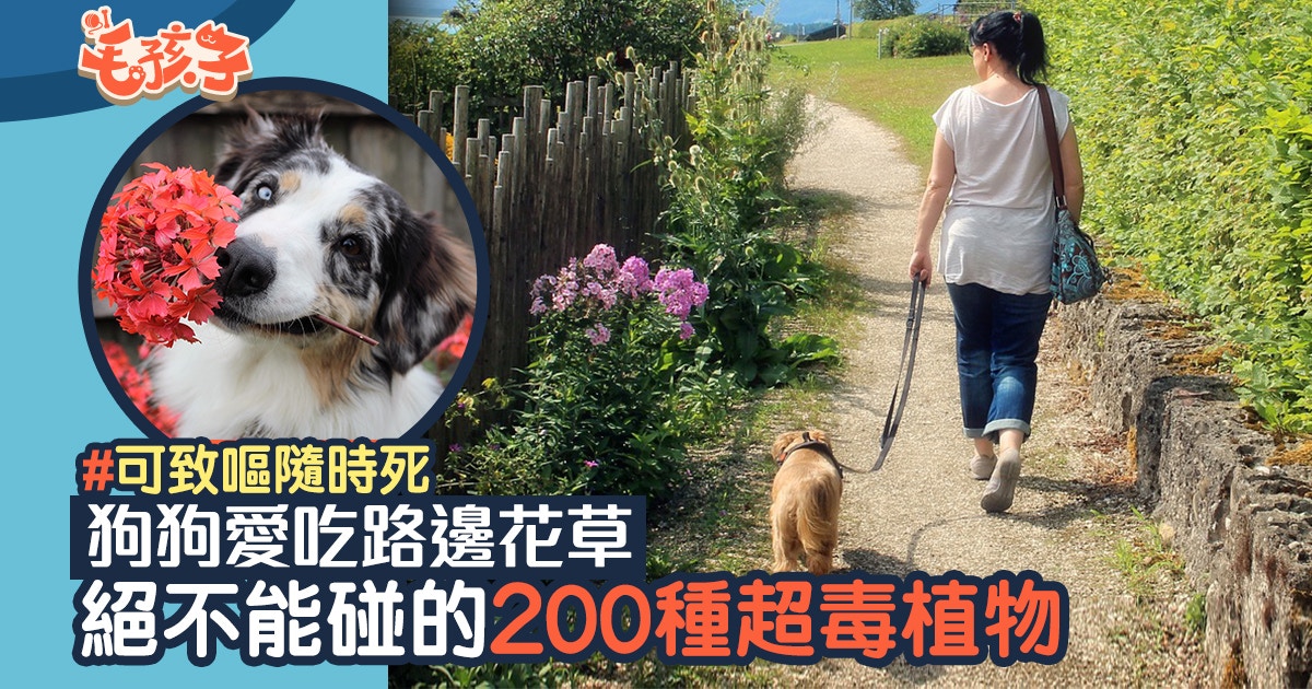 狗散步 認清這0種路邊有毒植物狗狗誤服可致死 香港01 寵物