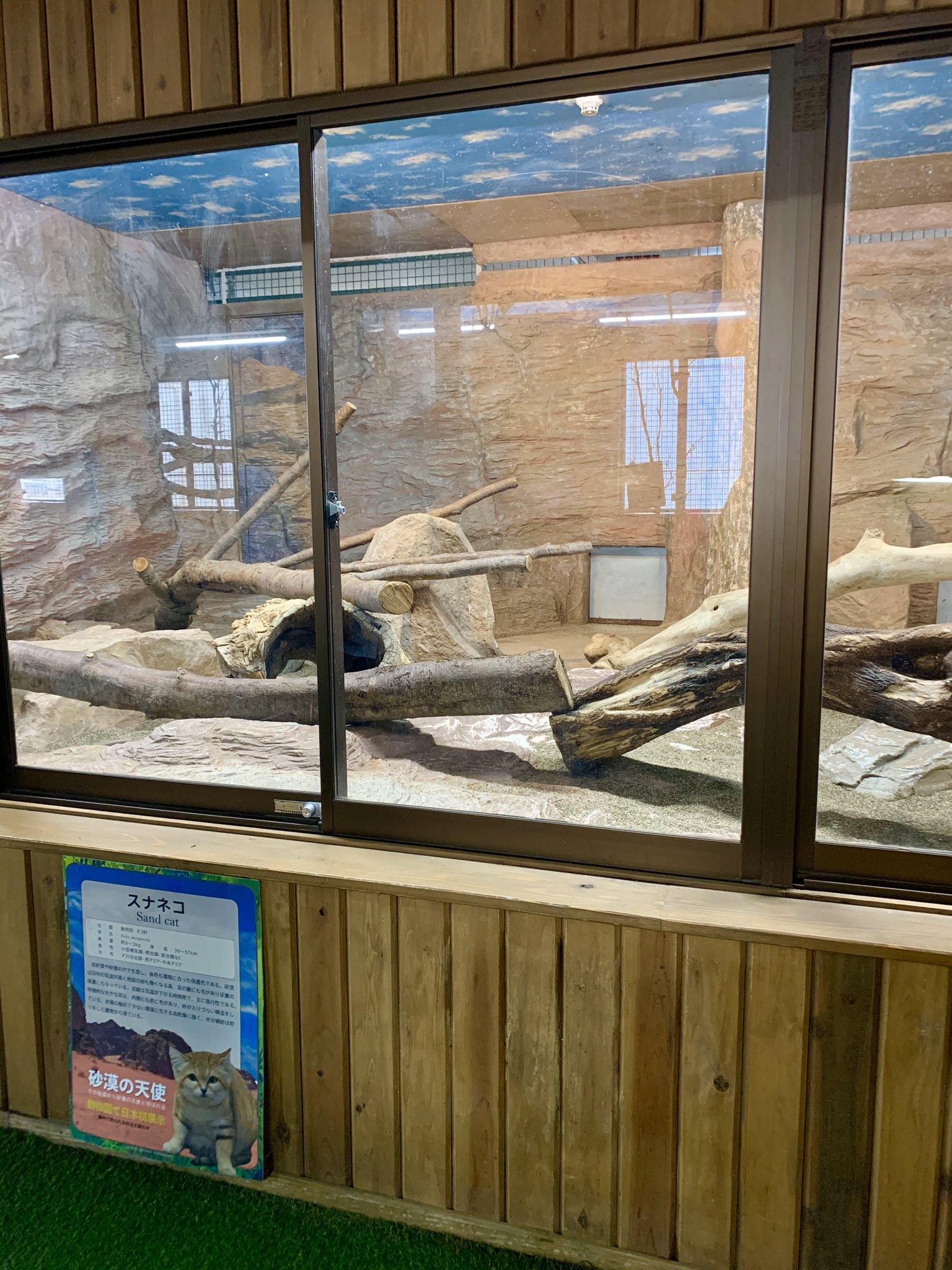 日本 罕見沙漠貓反差超強最愛吃的東西竟然是巨獸 香港01 寵物 日本 罕見沙漠貓反差超強最愛吃的東西竟然是巨獸 香港01 寵物