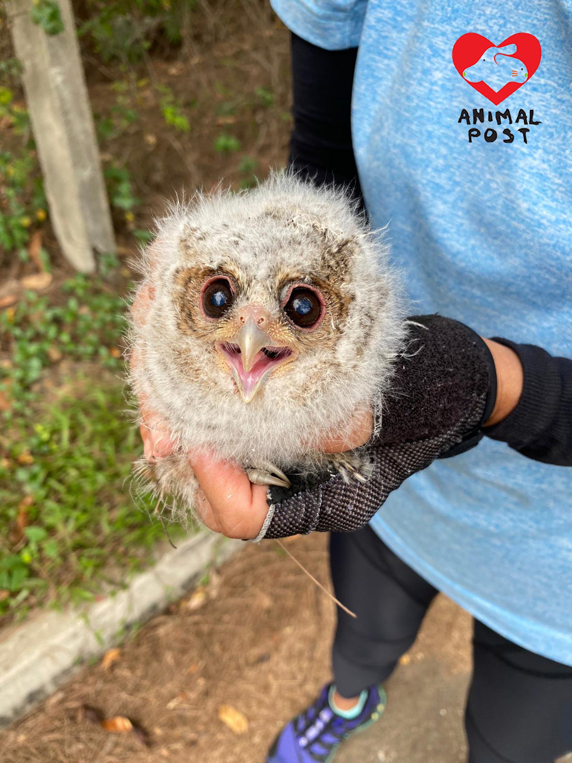 被騎單車人士救起的貓頭鷹幼鳥(《香港動物報》) 被騎單車人士救起的貓頭鷹幼鳥(《香港動物報》)