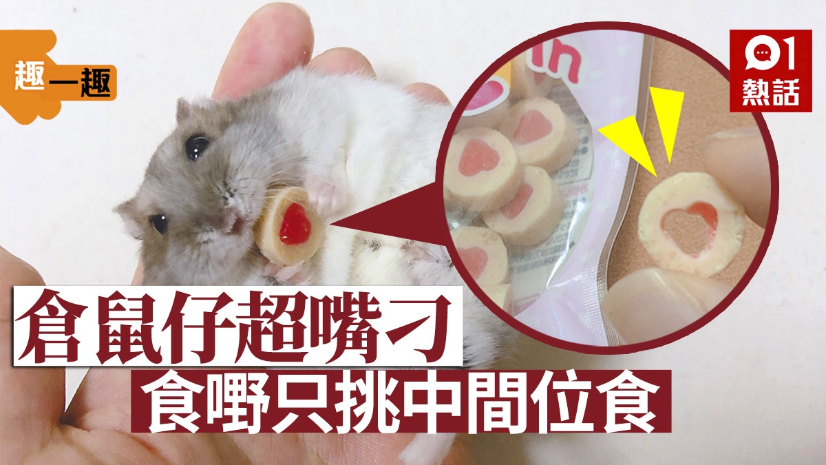 【趣一趣】倉鼠仔嘴刁好識食 吃零食專挑中間位仲食噒骨 【趣一趣】倉鼠仔嘴刁好識食 吃零食專挑中間位仲食噒骨