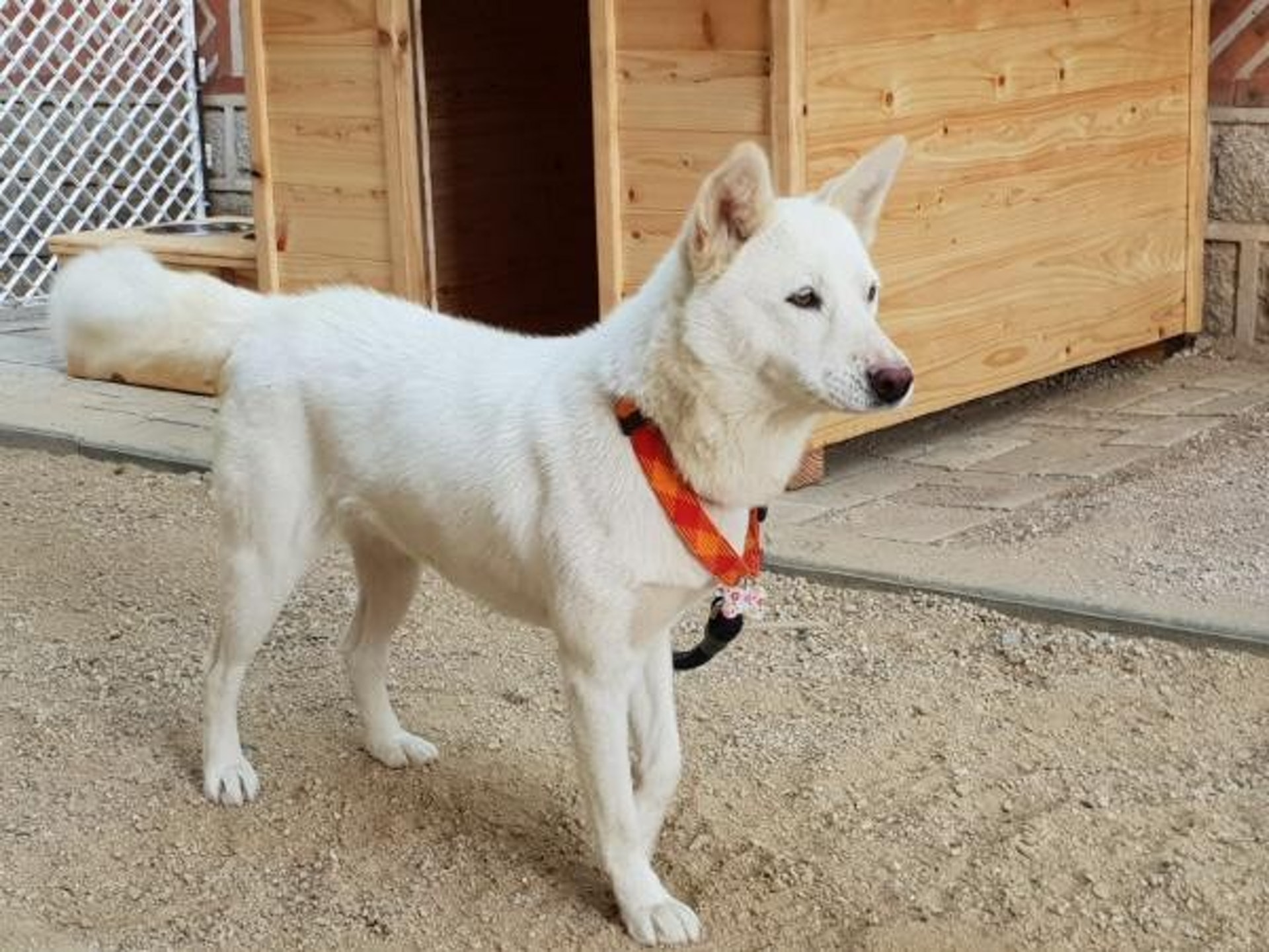 金正恩當豐山犬是寶傳聞可捉老虎北韓第一犬還有特別身份 香港01 寵物