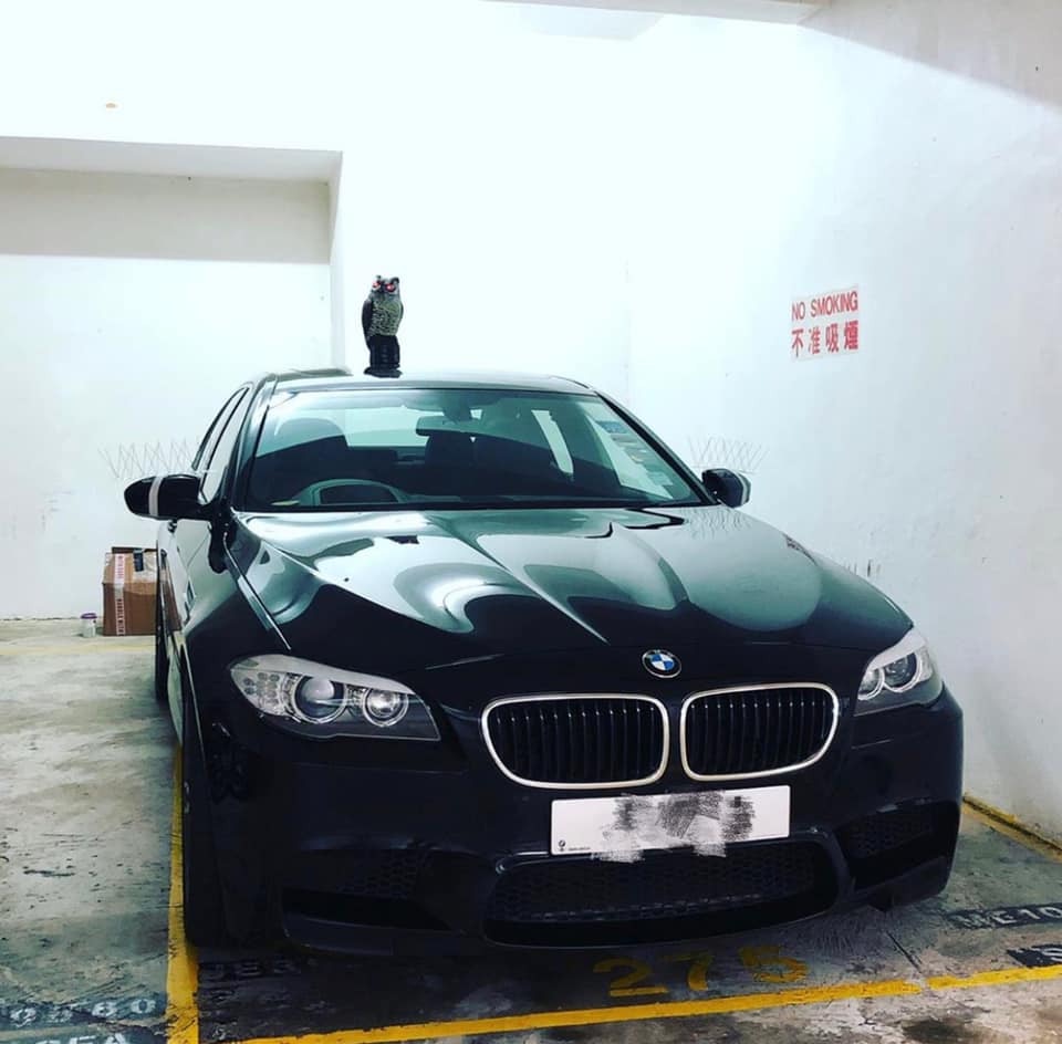 有車主的座駕常常收到雀鳥的「驚喜禮物」,忍無可忍之下購入假貓頭鷹及驅鳥刺裝於車頂及倒後鏡驅趕。(fb群組「馬路的事討論區」圖片) 有車主的座駕常常收到雀鳥的「驚喜禮物」,忍無可忍之下購入假貓頭鷹及驅鳥刺裝於車頂及倒後鏡驅趕。(fb群組「馬路的事討論區」圖片)