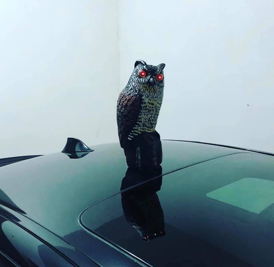 有車主購入假貓頭鷹放於車頂,希望令雀鳥不會靠近座駕。(fb群組「馬路的事討論區」圖片) 有車主購入假貓頭鷹放於車頂,希望令雀鳥不會靠近座駕。(fb群組「馬路的事討論區」圖片)