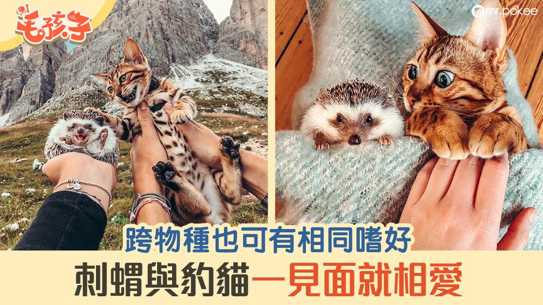 刺蝟與豹貓一秒戀上 24小時在一起 療癒舉動讓網民樂透 刺蝟與豹貓一秒戀上 24小時在一起 療癒舉動讓網民樂透