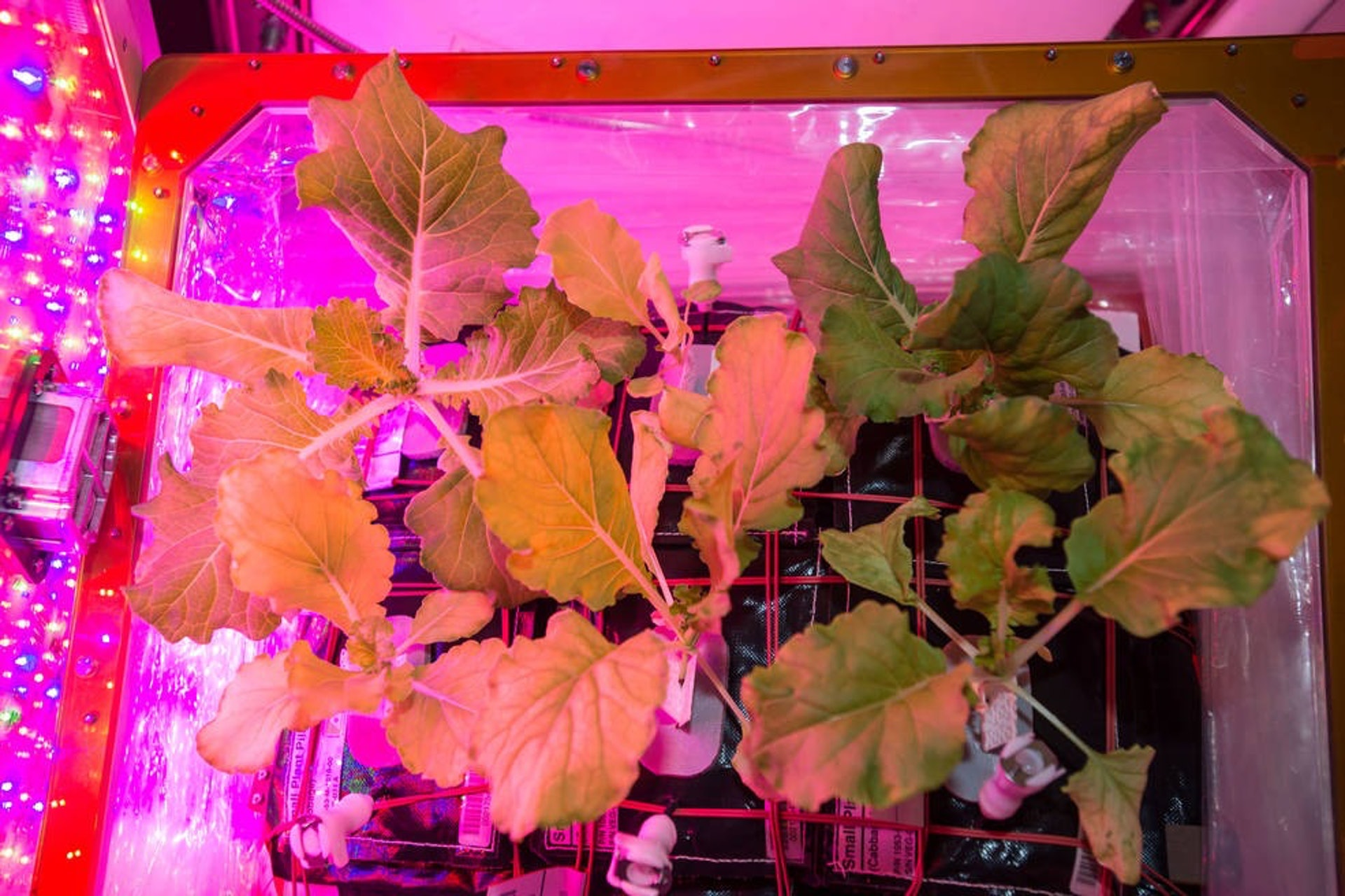 美國太空總署的國際太空站種植生菜的計畫(NASA) 美國太空總署的國際太空站種植生菜的計畫(NASA)
