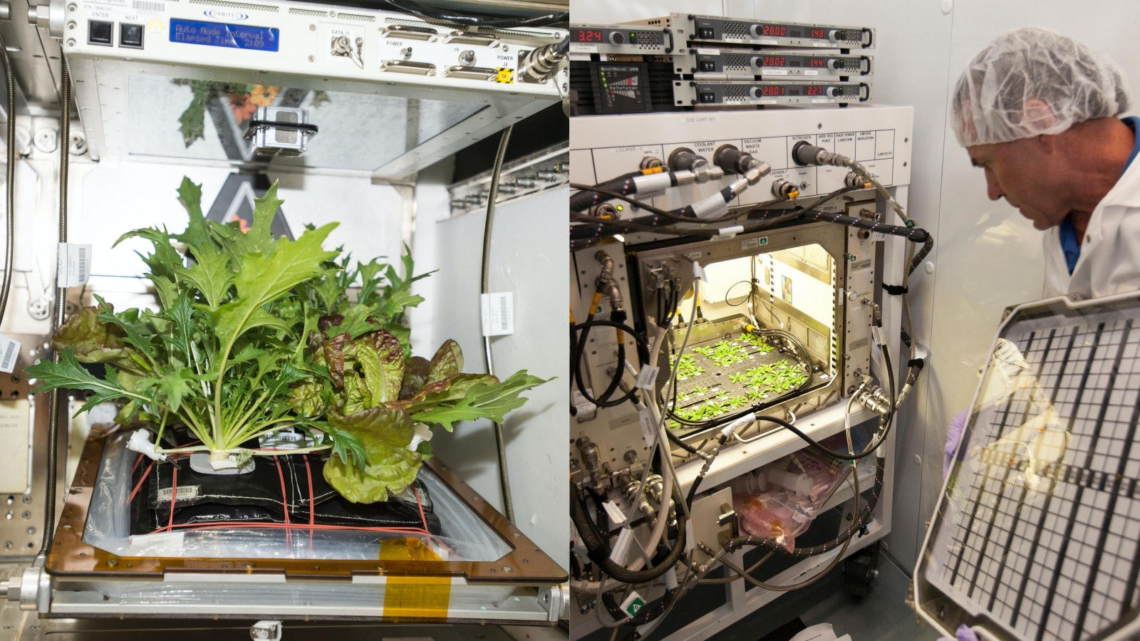 太空站種生菜味道如何?NASA最新研究指安全和營養與地球無異 太空站種生菜味道如何?NASA最新研究指安全和營養與地球無異