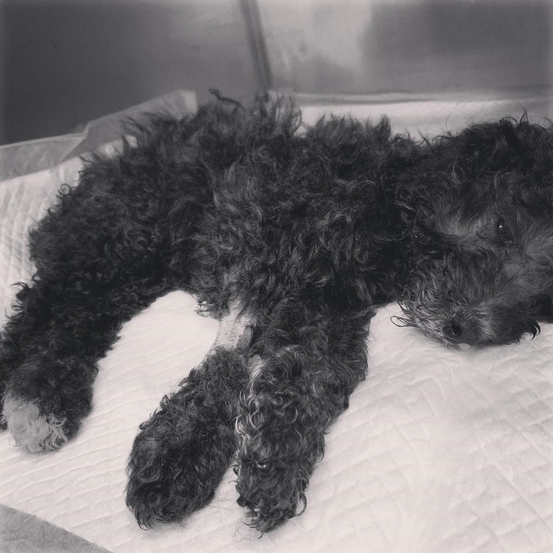 藝人梁祖堯早前與鄰居合力救起了一頭貴婦狗。(Instagram@pumpkinjojoinstagram) 藝人梁祖堯早前與鄰居合力救起了一頭貴婦狗。(Instagram@pumpkinjojoinstagram)