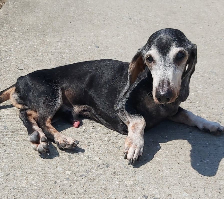 17歲的「細B」疑因受Pepe感染而確診腸炎。(受訪者提供) 17歲的「細B」疑因受Pepe感染而確診腸炎。(受訪者提供)