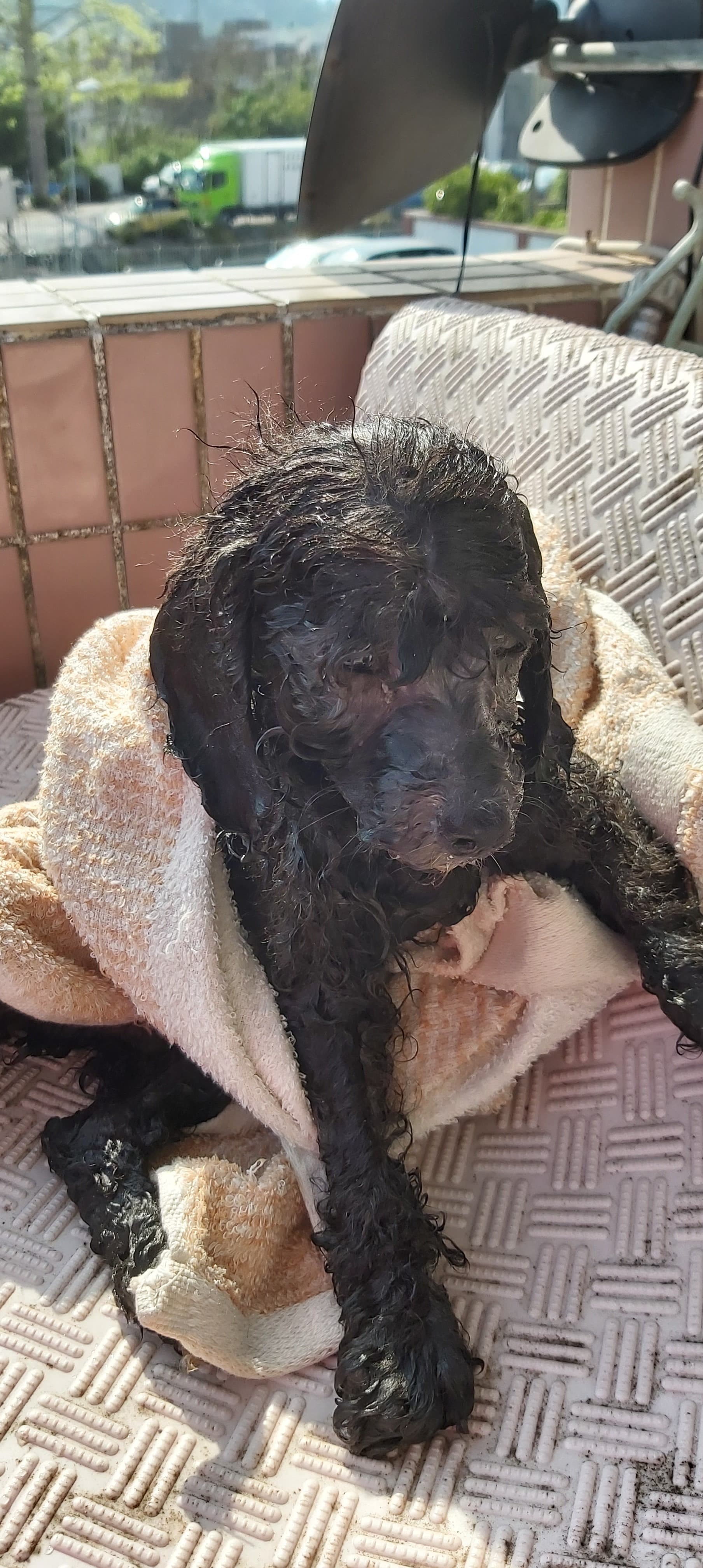 這隻貴婦狗只得約兩至三個月大,牠被Denise救起時仍頗精神。。(受訪者提供) 這隻貴婦狗只得約兩至三個月大,牠被Denise救起時仍頗精神。。(受訪者提供)