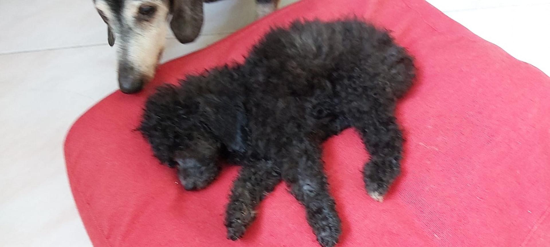 期間,Denise家中的17歲臘腸狗「細B」曾擁著貴婦狗及與牠共享床鋪。(受訪者提供) 期間,Denise家中的17歲臘腸狗「細B」曾擁著貴婦狗及與牠共享床鋪。(受訪者提供)