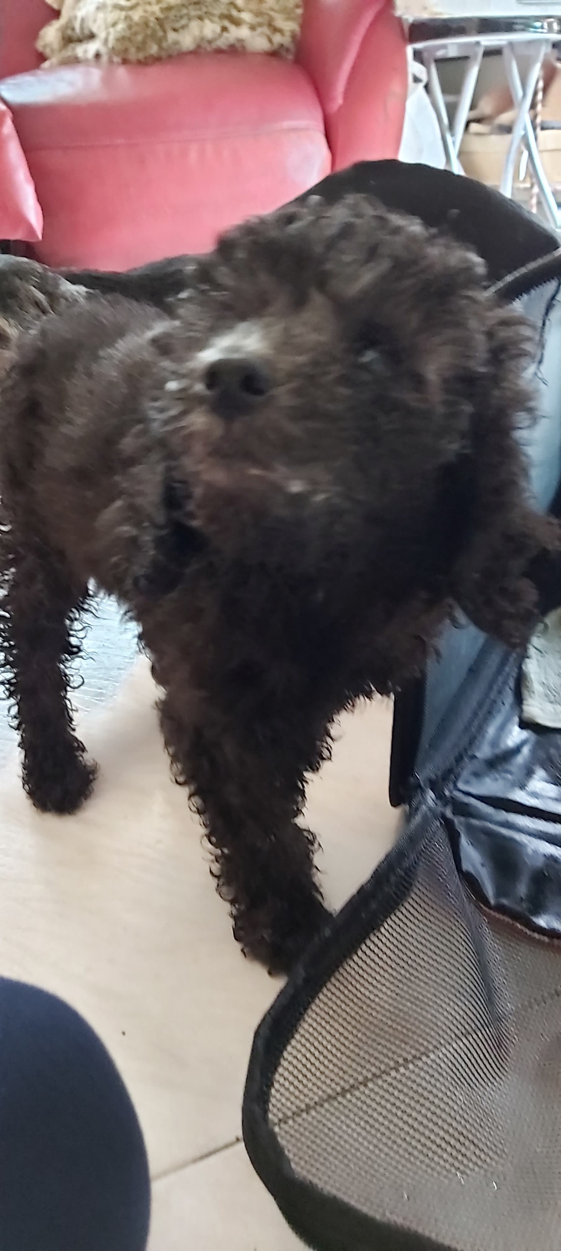 Denise把牠救起並帶牠回家洗澡。(受訪者提供) Denise把牠救起並帶牠回家洗澡。(受訪者提供)