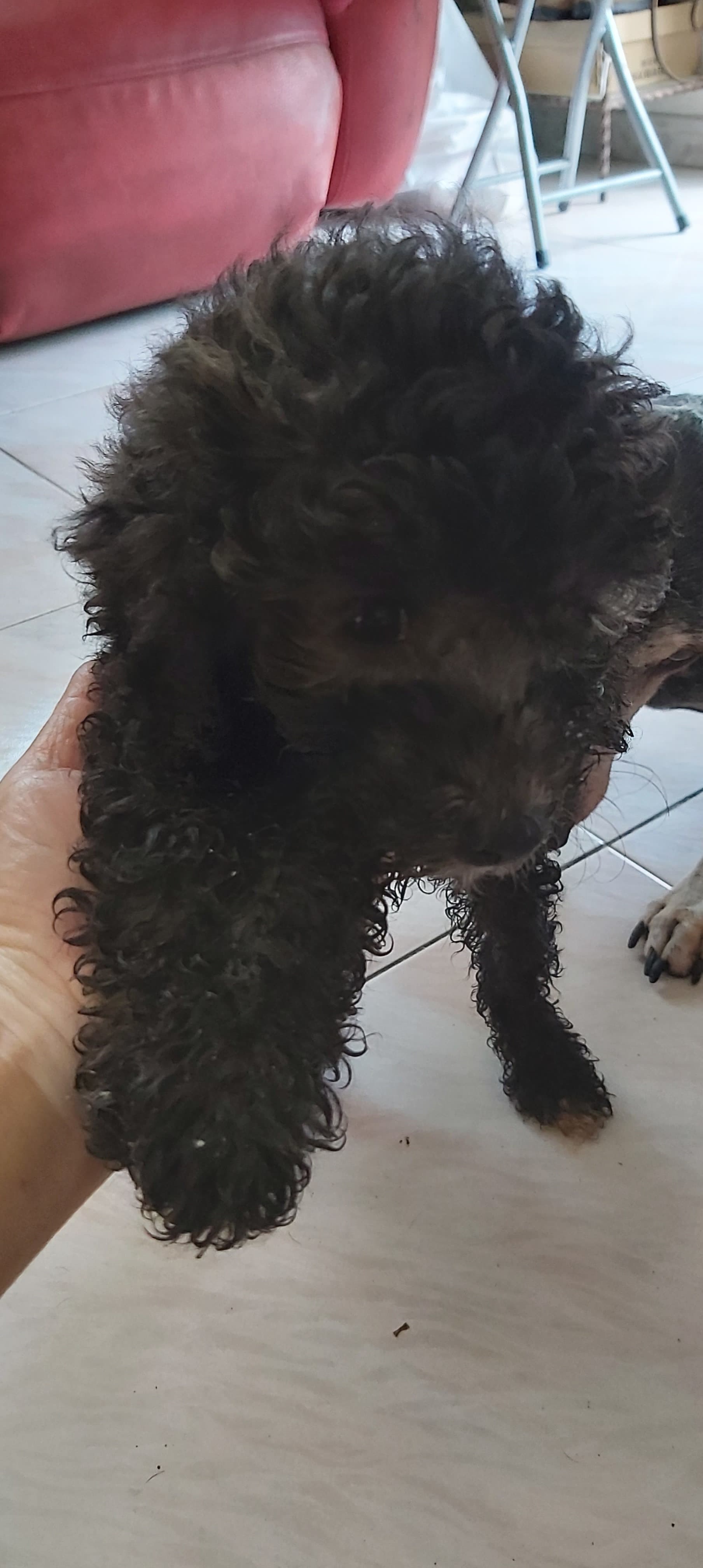 後因Denise趕著上班,於是在網上群組向附近居民求助,梁祖堯看到貼文後表示可接手照顧。(受訪者提供) 後因Denise趕著上班,於是在網上群組向附近居民求助,梁祖堯看到貼文後表示可接手照顧。(受訪者提供)