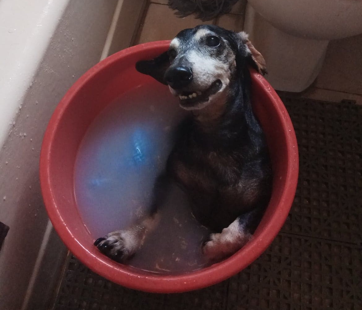 牠們接觸後,Denise當時亦有特地為細B洗澡。(受訪者提供) 牠們接觸後,Denise當時亦有特地為細B洗澡。(受訪者提供)