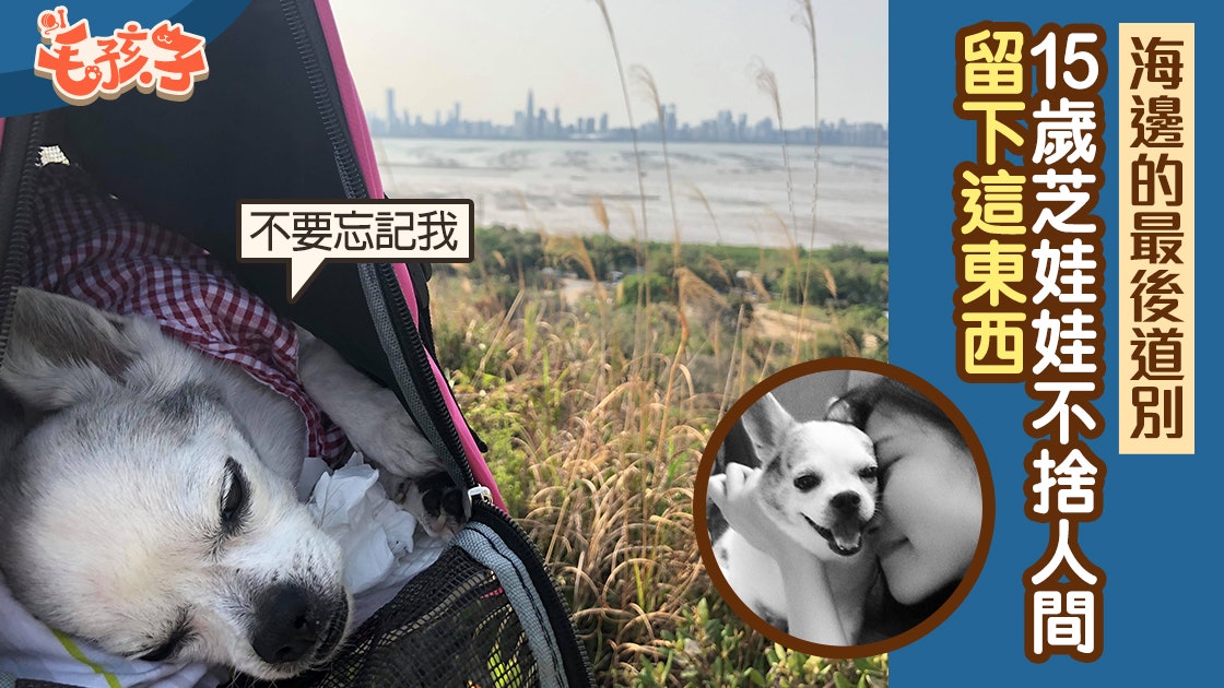 媽帶15歲芝娃娃到海邊最後告別 牠離世一個月用這方式守護家人 媽帶15歲芝娃娃到海邊最後告別 牠離世一個月用這方式守護家人