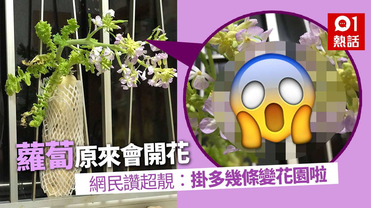 【花心蘿蔔】蘿蔔放窗邊3周　頭頂莖葉狂開花　網民：so pretty