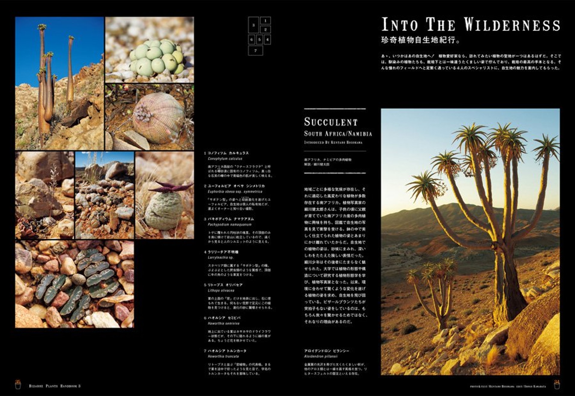 多肉植物 植木鉢風潮入侵潮流界nike球鞋設計師也來分一杯羹 多肉植物 植木鉢風潮入侵潮流界nike球鞋設計師也來分一杯羹