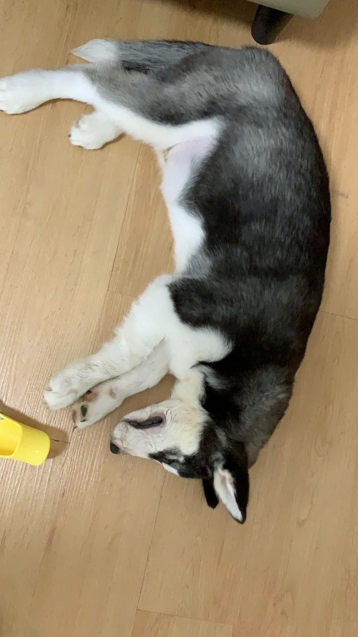 領養者在翌日發現狗隻窒息而死。(facebook群組:happy99) 領養者在翌日發現狗隻窒息而死。(facebook群組:happy99)