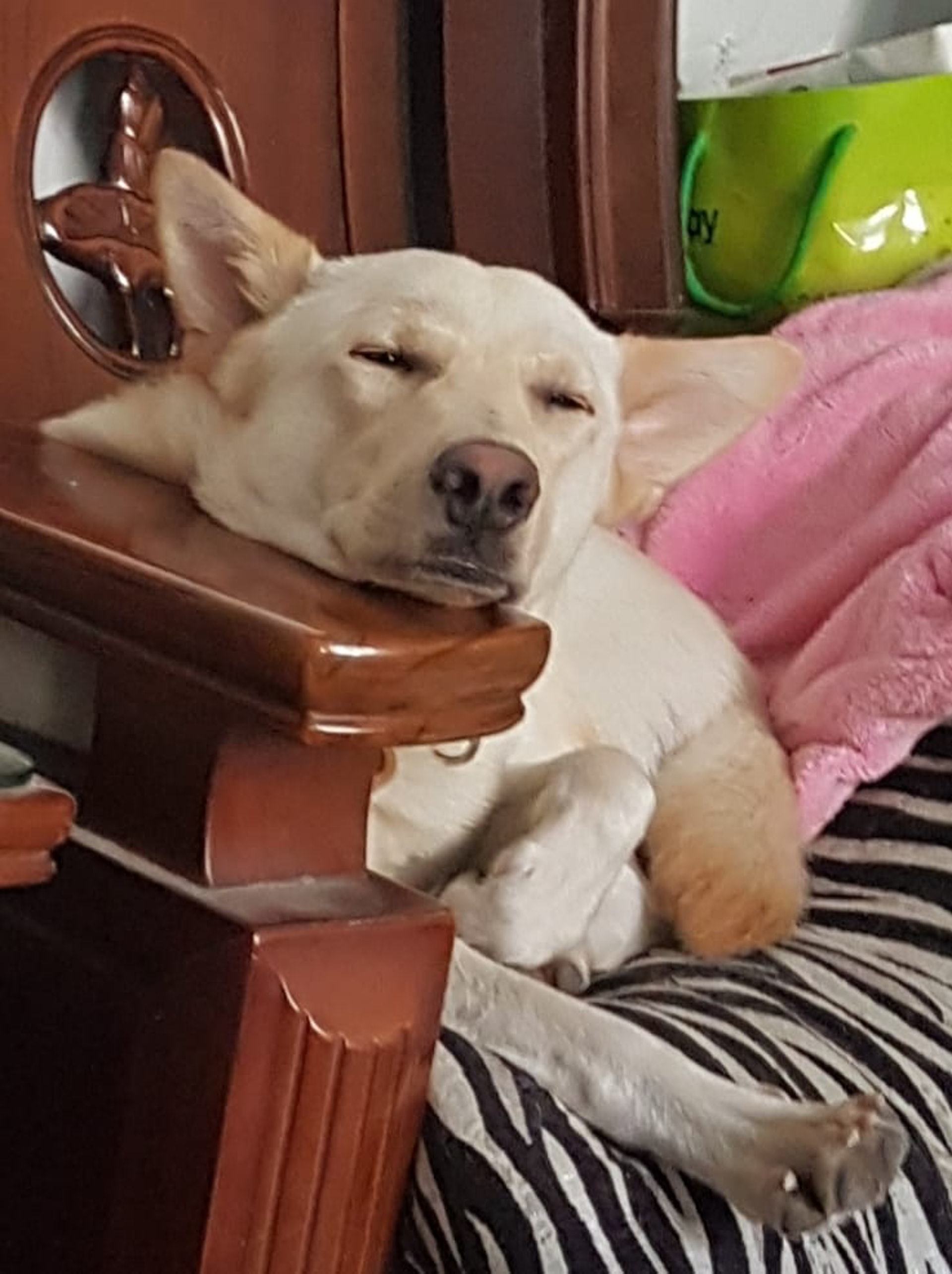 狗睡覺 看到狗狗這樣睡代表牠很緊張拆解5種睡姿含義 狗睡覺 看到狗狗這樣睡代表牠很緊張拆解5種睡姿含義