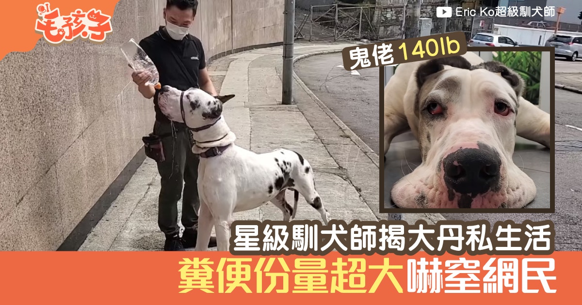 140磅大丹犬 鬼佬 私生活揭秘eric Ko公開牠大便量超驚人 香港01 寵物