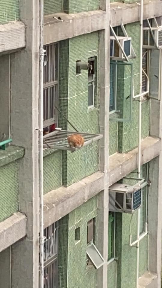 有網民分享短片,可見有主人疑未有裝窗網,令貓咪能爬出窗外危坐於晾衫架上。(fb群組「天下貓貓一樣貓 」圖片) 有網民分享短片,可見有主人疑未有裝窗網,令貓咪能爬出窗外危坐於晾衫架上。(fb群組「天下貓貓一樣貓 」圖片)