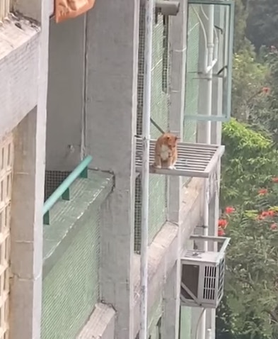 有網民分享短片,可見有主人疑未有裝窗網,令貓咪能爬出窗外危坐於晾衫架上。(fb群組「天下貓貓一樣貓 」圖片) 有網民分享短片,可見有主人疑未有裝窗網,令貓咪能爬出窗外危坐於晾衫架上。(fb群組「天下貓貓一樣貓 」圖片)