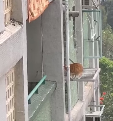 有網民分享短片,可見有主人疑未有裝窗網,令貓咪能爬出窗外危坐於晾衫架上。(fb群組「天下貓貓一樣貓 」圖片) 有網民分享短片,可見有主人疑未有裝窗網,令貓咪能爬出窗外危坐於晾衫架上。(fb群組「天下貓貓一樣貓 」圖片)