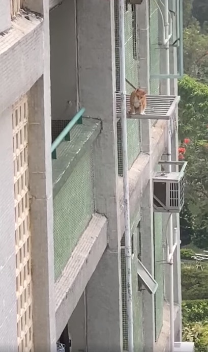 片中黃色家貓緩緩從一個住宅單位的窗戶走出,危坐於窗外的晾衫架上「睇風景」。(fb群組「天下貓貓一樣貓 」圖片) 片中黃色家貓緩緩從一個住宅單位的窗戶走出,危坐於窗外的晾衫架上「睇風景」。(fb群組「天下貓貓一樣貓 」圖片)