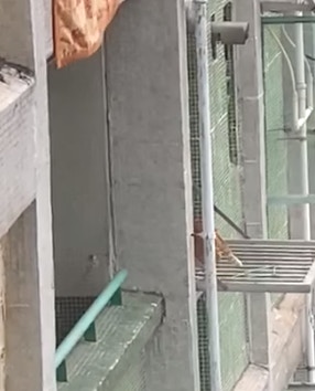片中黃色家貓緩緩從一個住宅單位的窗戶走出,危坐於窗外的晾衫架上「睇風景」。(fb群組「天下貓貓一樣貓 」圖片) 片中黃色家貓緩緩從一個住宅單位的窗戶走出,危坐於窗外的晾衫架上「睇風景」。(fb群組「天下貓貓一樣貓 」圖片)