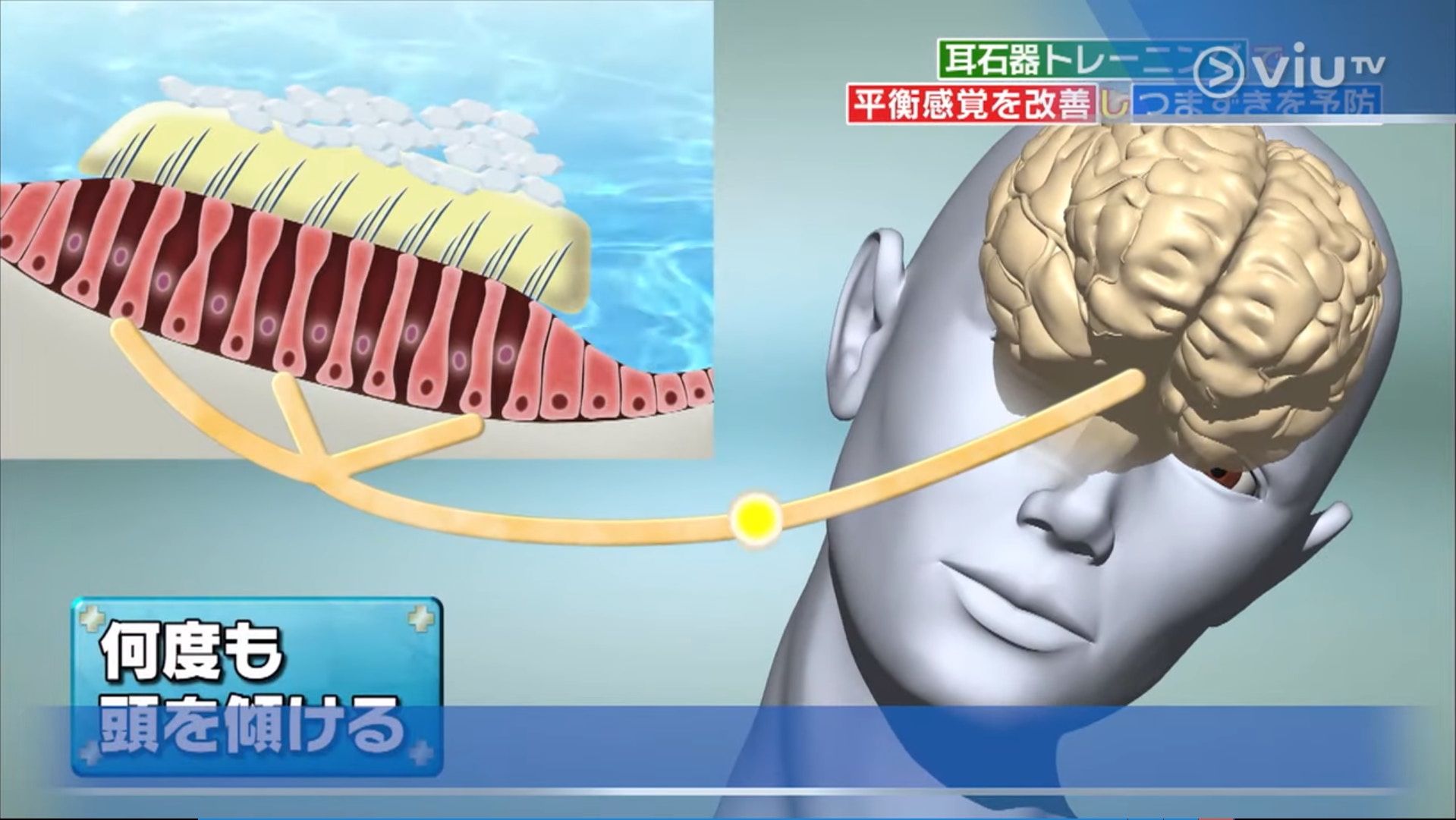 頭打側時,耳石器會感應到身體傾斜,透過神經把訊息傳到腦部,多次重複這個動作可同時刺激耳石器及連接腦部的神經,改善平衝力。(viu TV《恐怖醫學》影片截圖) 頭打側時,耳石器會感應到身體傾斜,透過神經把訊息傳到腦部,多次重複這個動作可同時刺激耳石器及連接腦部的神經,改善平衝力。(viu TV《恐怖醫學》影片截圖)