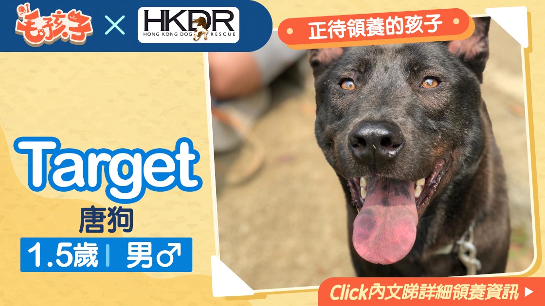 【領養貓狗消息】《救狗之家》5月4日:唐狗Target 【領養貓狗消息】《救狗之家》5月4日:唐狗Target