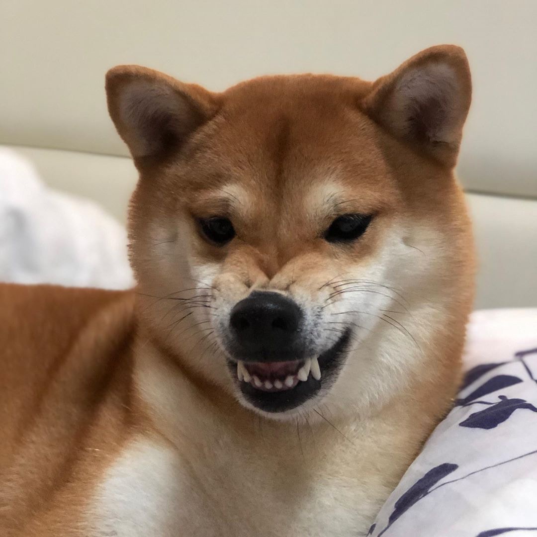 Nami成為警訊的御用狗主角。(Instagram@goodfishleung) Nami成為警訊的御用狗主角。(Instagram@goodfishleung)