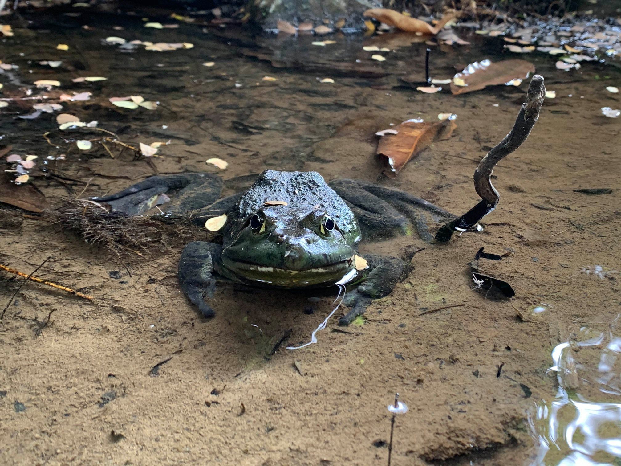 佛誕 牛蛙放生香港野外全身傷兩棲爬蟲會 落地生根仲大鑊