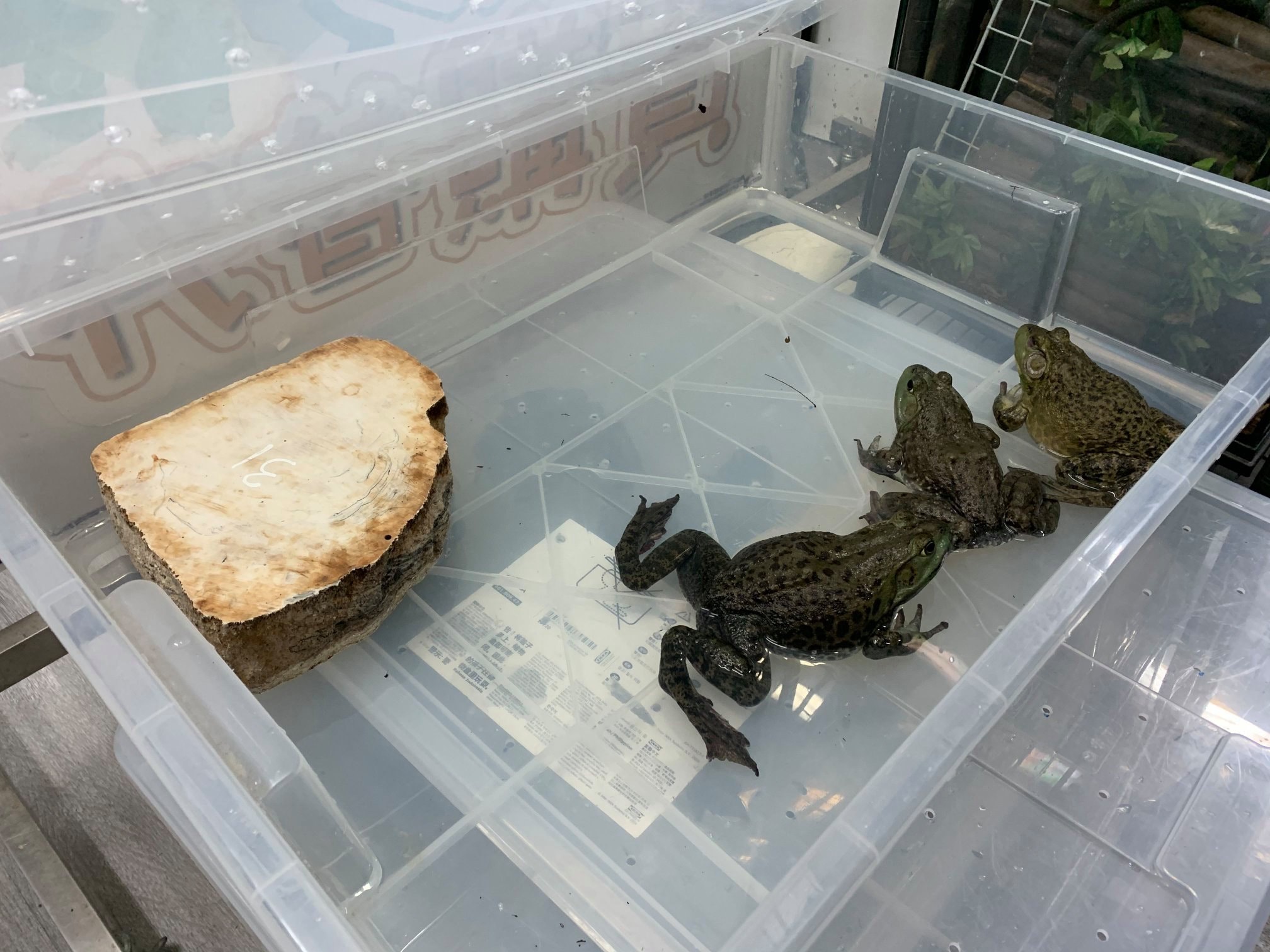 協會又指工作人員到場時已見到大量牛蛙死去,屍體腐爛,沒死的也滿身傷痕。(香港兩棲及爬蟲協會 FB圖片) 協會又指工作人員到場時已見到大量牛蛙死去,屍體腐爛,沒死的也滿身傷痕。(香港兩棲及爬蟲協會 FB圖片)