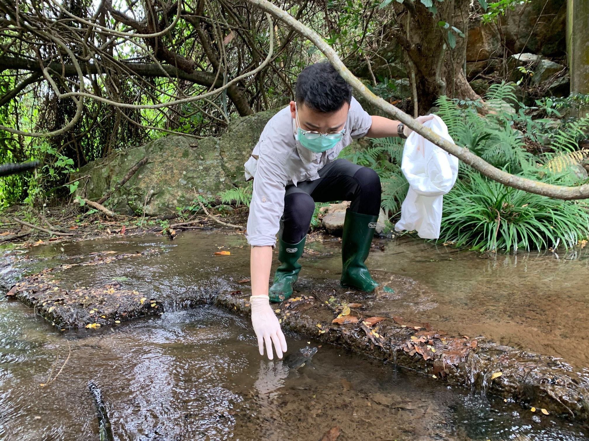 協會又指工作人員到場時已見到大量牛蛙死去,屍體腐爛,沒死的也滿身傷痕。(香港兩棲及爬蟲協會 FB圖片) 協會又指工作人員到場時已見到大量牛蛙死去,屍體腐爛,沒死的也滿身傷痕。(香港兩棲及爬蟲協會 FB圖片)